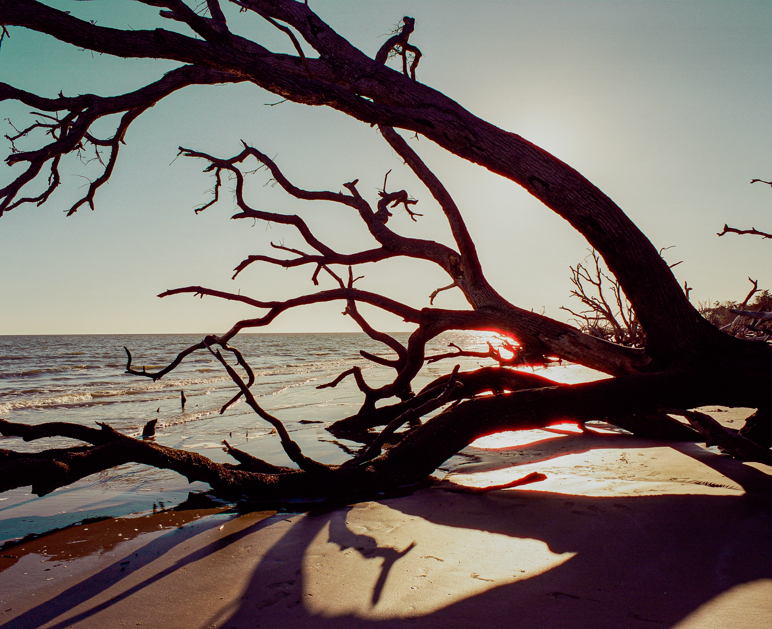 Boneyard Beach - Shot on CineStill 400D with Pentax 6x7, 2023. Charleston film photography.
